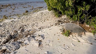 Sea turtle happily returns to the ocean