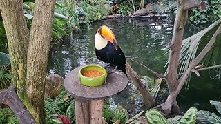 KLEIN COSTA RICA Toekan birds and Parrots DEC21 GARDEN. Toekans papegaaien vogels eten VLINDERTUIN