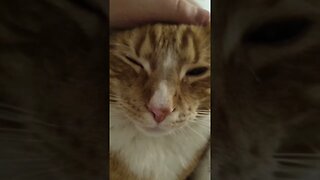 Best kittyboy Fox loves cuddles