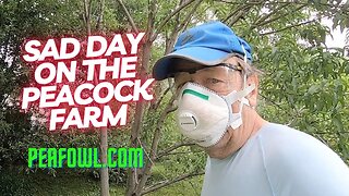 Sad Day On The Peacock Farm, Peacock Minute, peafowl.com