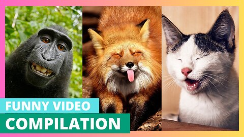 Funny Cat video | Funny Animal Video