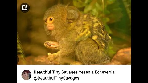 "Itty Bitty Pygmy Marmosets 🐒🐵🐾💫✨🎶🎼 Endangered Baby Monkeys Born In Zoo Full Video Come See