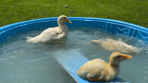 Super cute ducks go for a morning swim