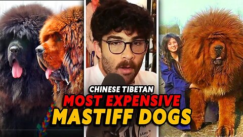 Hasanabi reacts to MOST EXPENSIVE Tibetan Mastiff Dogs
