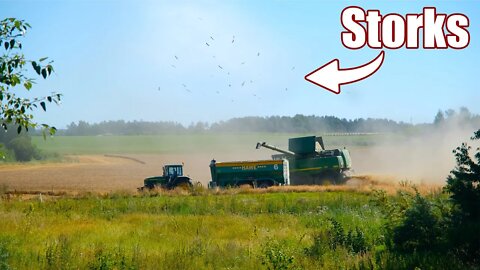 Big Harvesters brought many Storks