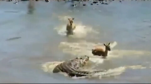 When a herd of deer tries to free the crocodile's snare
