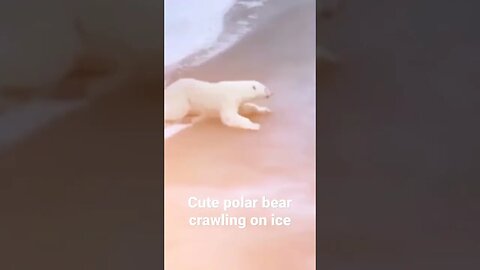 Cute polar bear crawling on ice #shorts #short #polarbear #polar #ice #cute #threeteatrees