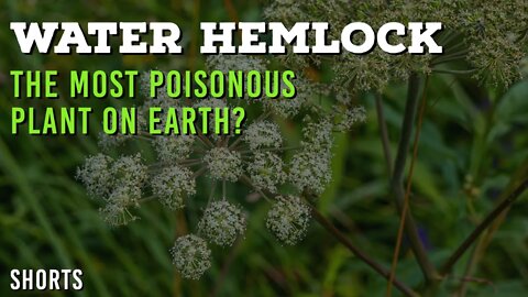 Which Is The Most POISONOUS Plant On Earth? | Water Hemlock