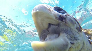 Endangered sea turtle tries to eat swimmer's camera