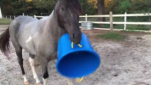 A Horse VS A Plastic Bucket