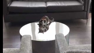 Katt jagar sin egen spegelbild på ett bord