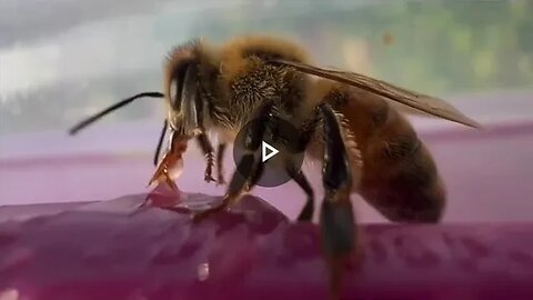 Une vidéo d'abeilles en gros plan 💓💓💓