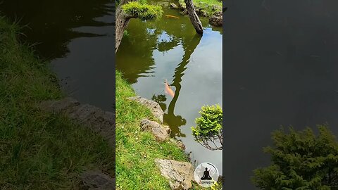 Calming Koi Pond at San Francisco Japanese Tea Garden (Soft Piano Music)