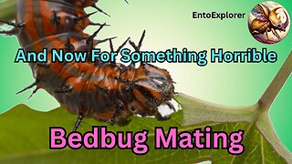Bedbug Mating - And Now For Something Horrible...Traumatic Insemination