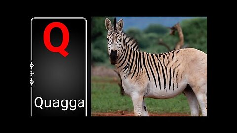 Learning animals names for kids | animals name with q | animals name that start with letter q