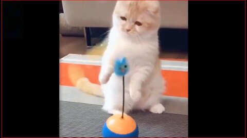 Cats play and interact with toys hilariously | part 1