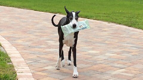 Hard-working Great Dane helps deliver the newspaper