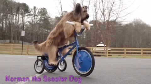 Check Out This Famous Scooter-Riding Dog And His Amazing Tricks