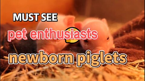 newborn piglets