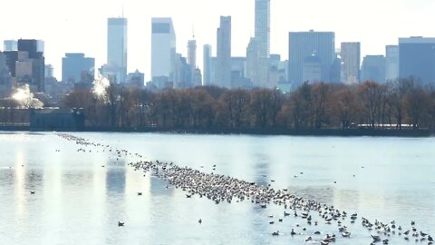 Central Park pond lake with buildings in background and birds on water in New York