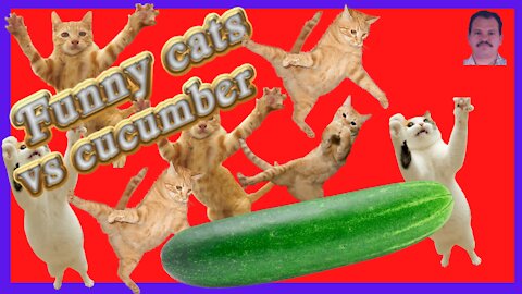 Scares in Cats with cucumbers 2021! Try not to laugh challenge!