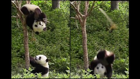 The fall of the panda bear from the top of the tree