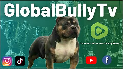 Feeding Your Bully Breeds Store Bought