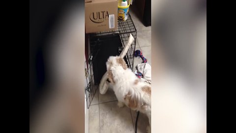 Determined Pup won't stop till he has his Toy in his Crate