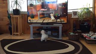 Excited Dog Sees Herself On AFV