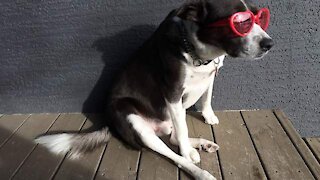 Dog Completely Cleans Out Jar Of Peanut Butter