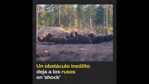 Decenas de osos se encuentran de repente al paso de un coche en Rusia