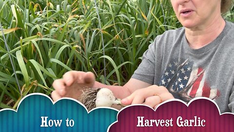 2024 Garlic: Knowing When to Harvest 585 Bulbs