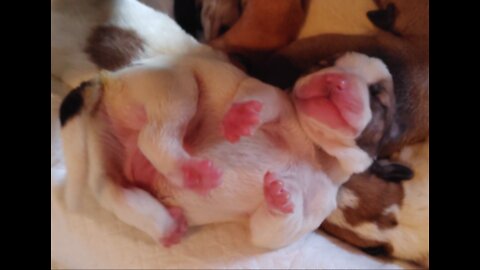 Bassethound Great Pyrenees Chihuahua Dacshund Mix Puppies