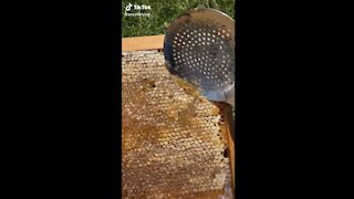 scalping honey in honey comb