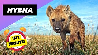 Hyena - In 1 Minute! 🐕 One Of The Cutest But Dangerous Animals In The World | 1 Minute Animals