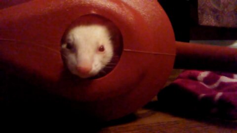 Cute ferrets, Snowball finds a new house
