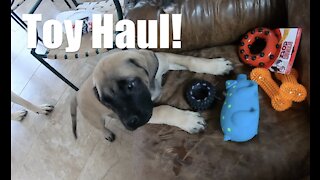 Dog Toy Shopping + Puppy Shots for our English Mastiff Puppy