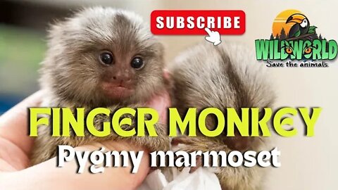 how did pygmy marmoset(finger monkey)rise to the top