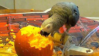 Parrot can't contain happiness after discovering pumpkin seeds