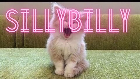 Baby Pets 💗 Cute & Funny Animals Video Compilation 💗 sillybilly