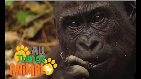 GORILLA | All Things Animal TV