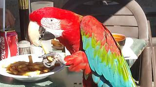 Parrot casually enjoys french fries at restaurant