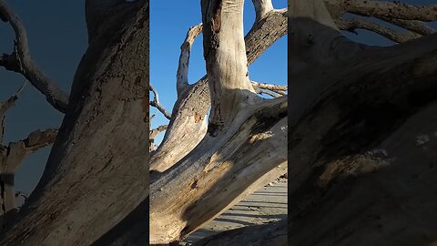 Late Afternoon on Driftwood Beach 02 #shorts