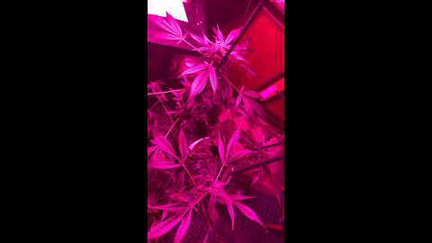 Marijuana dhp greenhouse 5-1-2022