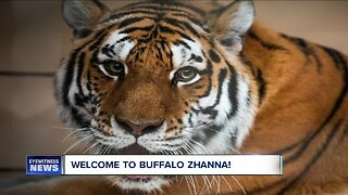 New endangered tiger arrives at the Buffalo Zoo