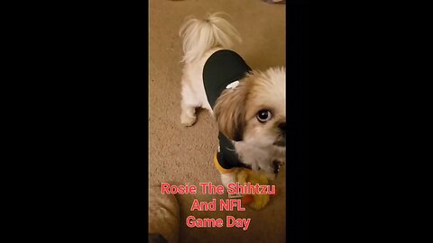 Rosie The Shihtzu And NFL Game Day