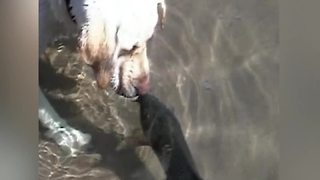 An Unusual Friendship Between a Dog and a Fish