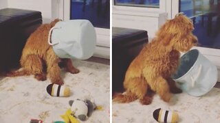Silly doggy sits with basket over her head