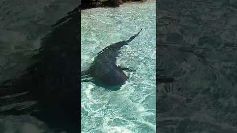 Sharks Surround Our Boat at Highborne Cay, Bahamas