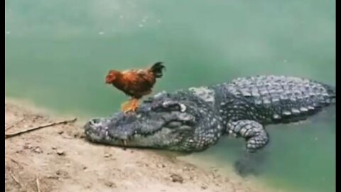 Funny video with Crocodile and Hen